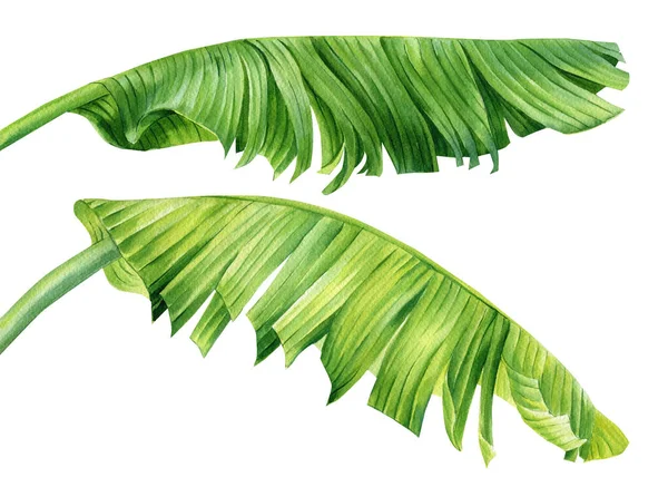 Palm leaves. Tropical plant on isolated white background, Jungle botanical watercolor illustrations, floral elements. . High quality illustration