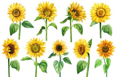 Watercolor sunflower flowers set, botanical painting, floral design. High quality illustration