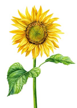 Sunflower on an isolated white background, watercolor illustration, botanical painting. High quality illustration
