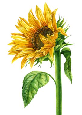 Yellow sunflower on an isolated white background, watercolor illustration, botanical painting. High quality illustration