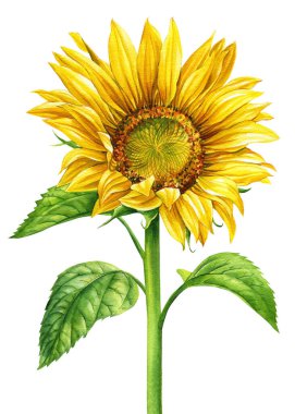 Sunflower isolated on white background, watercolor botanical illustration, hand drawing, flower and leaves. High quality illustration