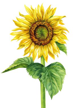 Sunflower isolated on white background, watercolor flower and leaves. High quality illustration
