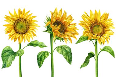 Set sunflowers on an isolated white background, watercolor illustration, botanical painting. High quality illustration