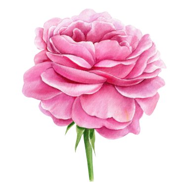 Rose, pink flower isolated white background, watercolor illustration, botanical painting. . High quality illustration