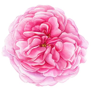 Rose, pink flower isolated white background, watercolor illustration, botanical painting. . High quality illustration