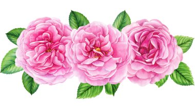 Watercolor bouquet of Roses, leaves, pink flower isolated white background, vintage rose. High quality illustration
