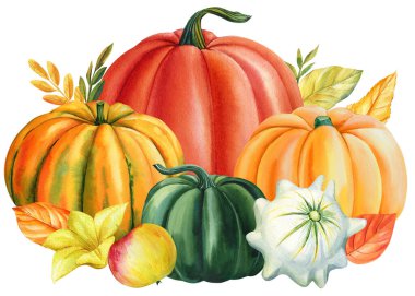 Autumn watercolor Pumpkins on an isolated white background, Thanksgiving harvest. High quality illustration