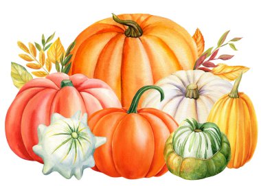 Autumn watercolor Pumpkins on an isolated white background, Thanksgiving harvest. High quality illustration