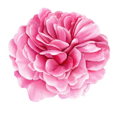 Rose isolated white background, watercolor illustration, botanical painting. pink flower. High quality illustration