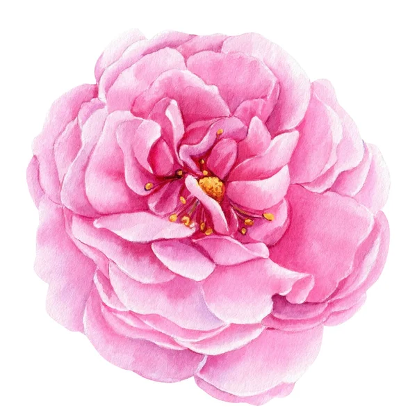 Vintage Rose Isolated White Background Watercolor Illustration Botanical Painting High — Φωτογραφία Αρχείου