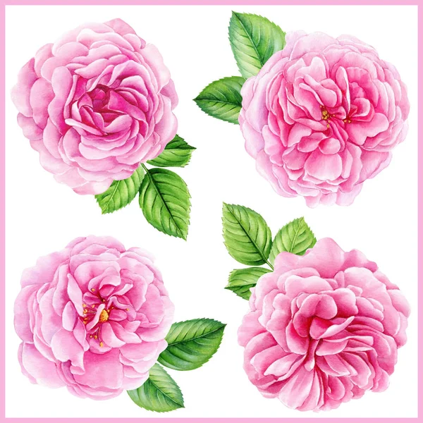 Set Roses Flowers Isolated White Background Watercolor Floral Design High — Φωτογραφία Αρχείου