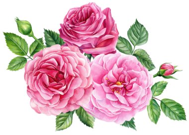 Roses, bud and leaves, bouquet pink flower isolated white background, watercolor illustration, botanical painting. . High quality illustration