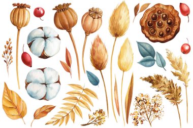 Trendy dried flora. Poppy seeds, lotus, berries and dry leaves. Hand painted boho, herbs branches. Watercolor drawing. High quality illustration