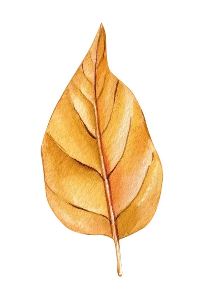 Trendy Dried Flora Watercolor Drawing Autumn Dry Leaves Hand Painted — Stockfoto