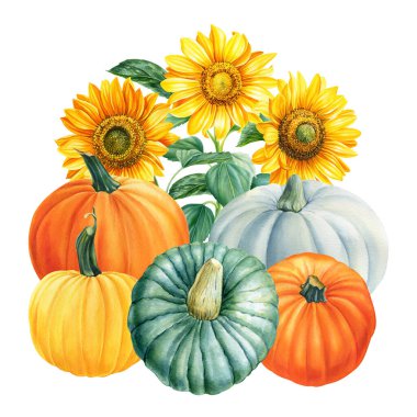 Ayçiçeği, renkli balkabakları. Suluboya çizimi, izole edilmiş beyaz arkaplanda sonbahar elementleri çizimi. Yüksek kaliteli illüstrasyon