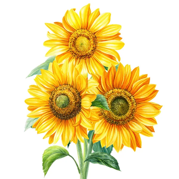 Girasoli Sfondo Bianco Isolato Fiore Autunno Illustrazione Acquerello Disegno Mano — Foto Stock