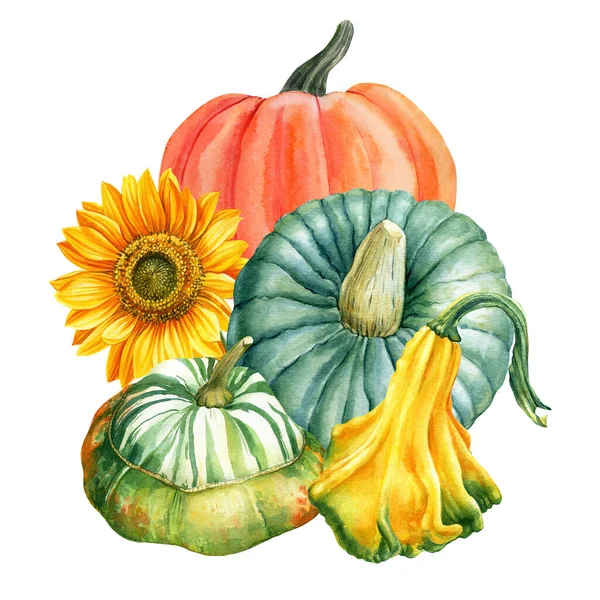 Aquarellzeichnung Sonnenblume Und Kürbis Handzeichnung Der Herbsternte Illustration Hochwertige Illustration — Stockfoto