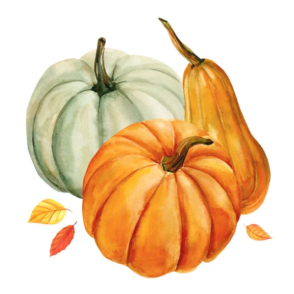 Set Pumpkin Watercolor Hand Drawing Illustration Autumn Harvest High Quality — Stock Photo, Image