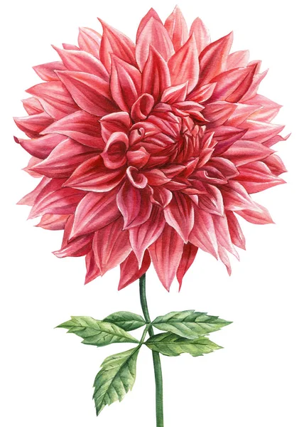 白い背景にダリアの花の手の図面 水彩植物のイラスト 高品質のイラスト — ストック写真