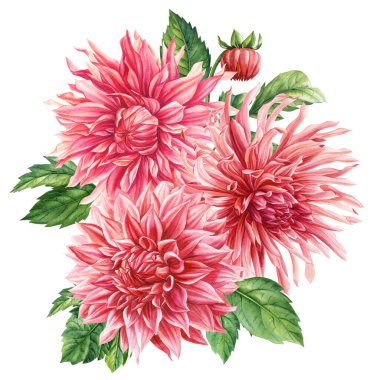 Renkli çiçekler, beyaz arka planda bir buket Dahlia çiçeği suluboya botanik resim. Yüksek kaliteli illüstrasyon
