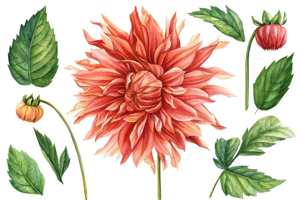 Beyaz Izole Bir Arka Planda Tomurcuk Çiçek Seti Botanik Çizimlerin — Stok fotoğraf