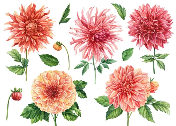 Sokszínű Gyönyörű Virágok Botanikai Rajzok Halmaza Fehér Elszigetelt Háttérrel Akvarell — Stock Fotó