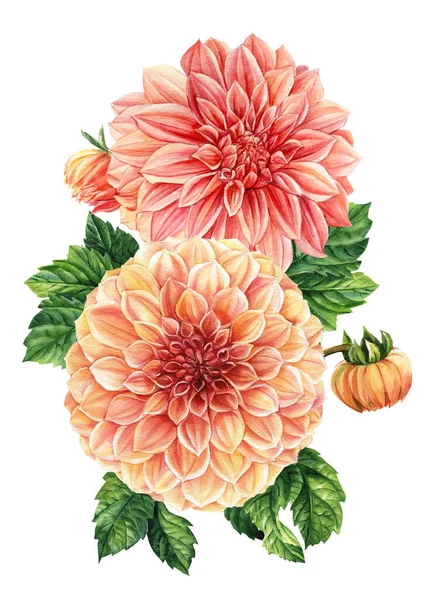 Őszi Virágok Akvarell Botanikai Illusztráció Kézrajz Dahlia Virágok Kiváló Minőségű — Stock Fotó