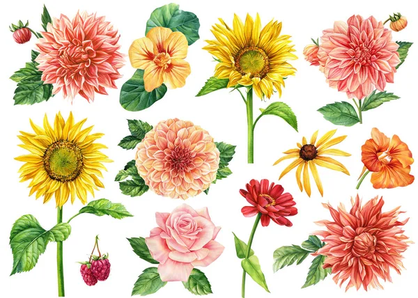 Set Flowers Sunflowers Rose Berries Dahlia Leaves Hand Painted Illustration — Stock Photo, Image