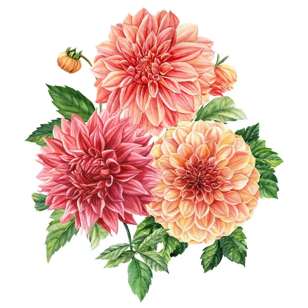 Renkli Çiçekler Beyaz Arka Planda Dahlia Çiçeği Suluboya Botanik Çizimler — Stok fotoğraf