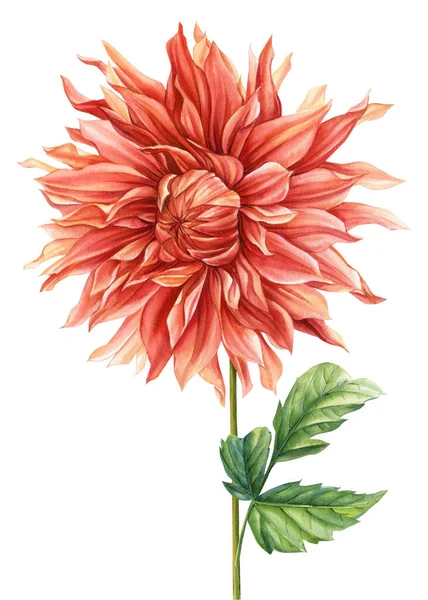 Beautiful flower of botanical drawings on a white isolated background. Watercolor dahlia. High quality illustration