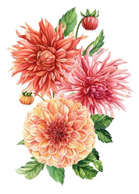 Renkli çiçekler, beyaz arka planda bir buket Dahlia çiçeği, suluboya botanik çizimler. Yüksek kaliteli illüstrasyon