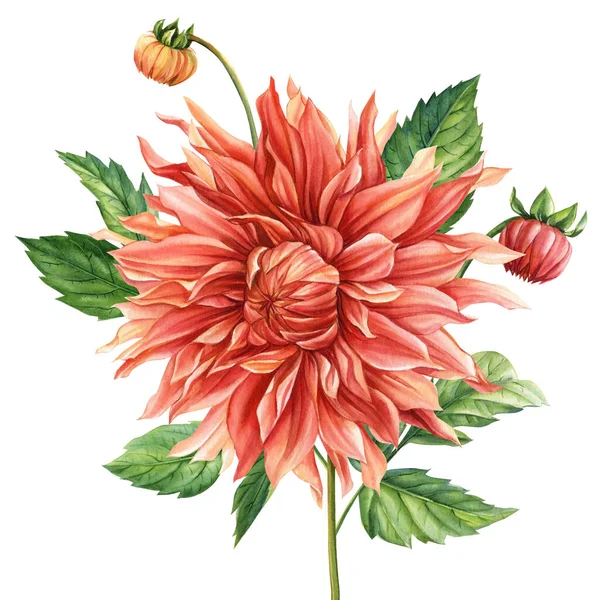Beautiful flower of botanical drawings on a white isolated background. Watercolor dahlia. High quality illustration