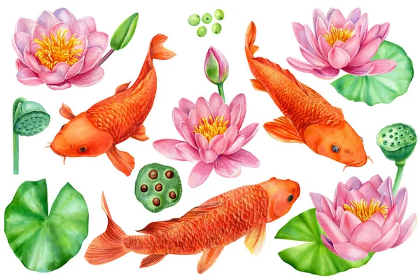 Koi and lotus. Water lily flowers and gold fish on isolated white background, watercolor clipart, hand drawn painting. . High quality illustration