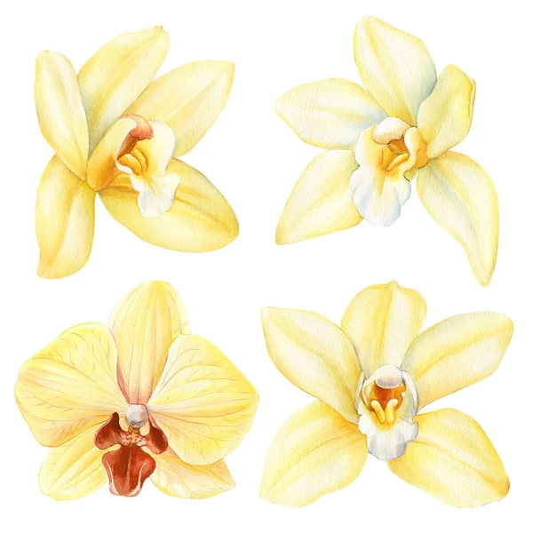 Orchidea Virág Akvarell Illusztrációk Vanília Virág Elszigetelt Fehér Háttérrel Kiváló — Stock Fotó