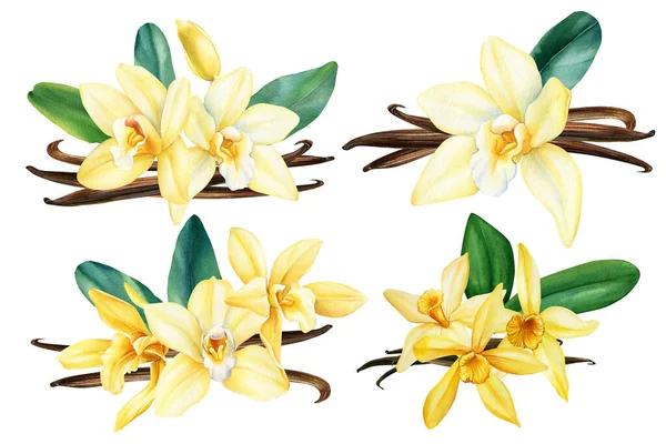 Sada Vanilkových Květin Sušené Fazole Listy Izolované Ručně Malované Akvarel — Stock fotografie