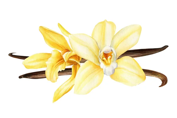 Vaníliavirág Szárított Bab Fehér Alapon Izolált Orchidea Flora Akvarell Illusztráció — Stock Fotó