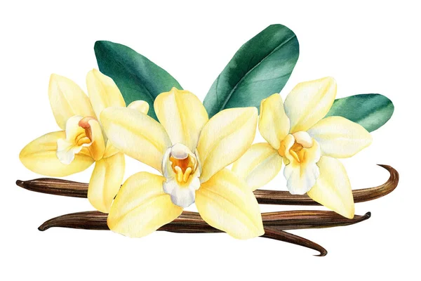 Vanília Virág Szárított Bab Levelek Akvarell Illusztráció Orchidea Elszigetelt Fehér — Stock Fotó