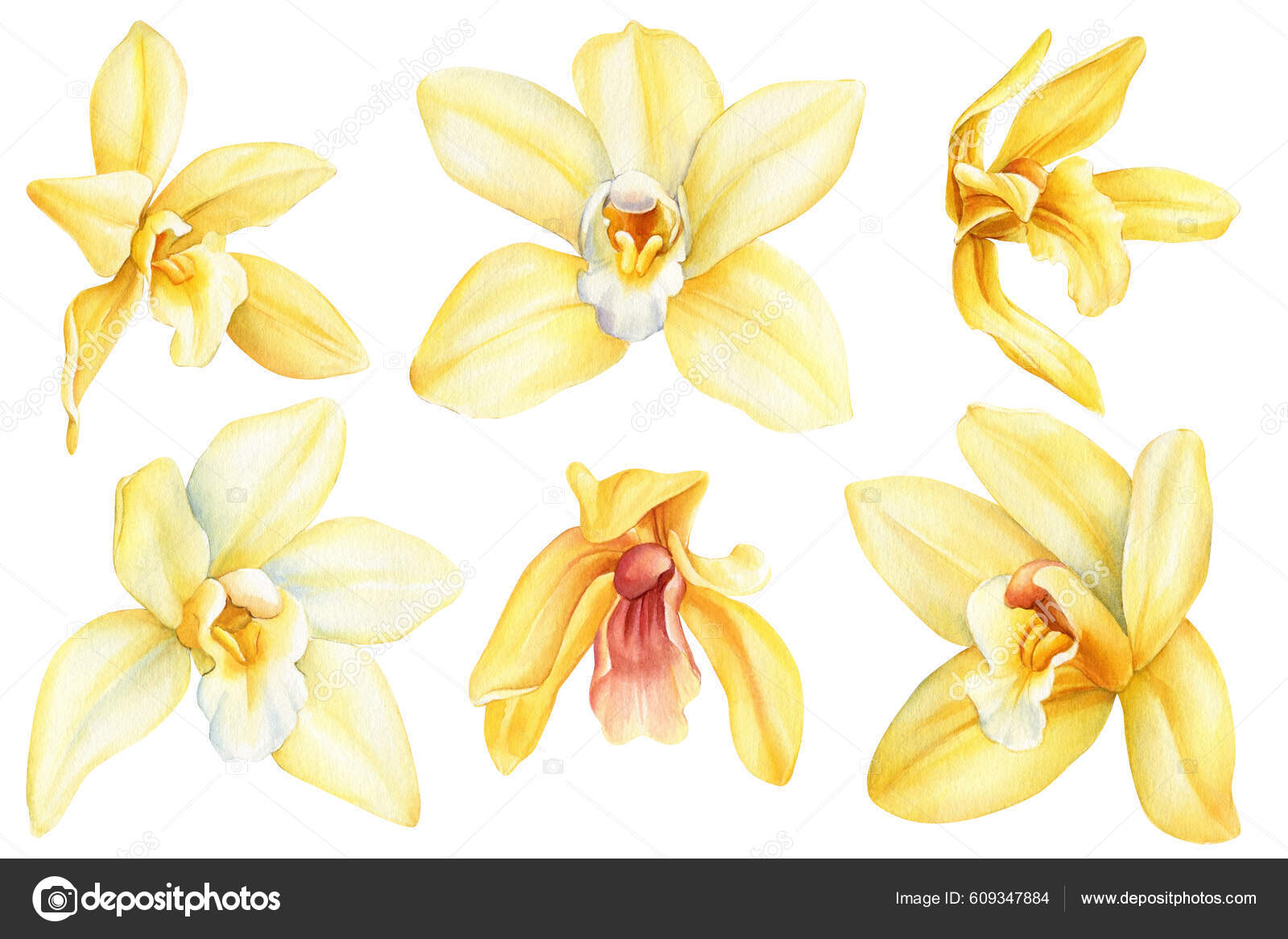 Conjunto Flor Orquídea Flores Baunilha Conjunto Isolado Fundo Branco Para  Ilustração de ©gringoann #609347884, image size:1600x1167