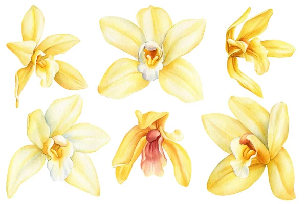 Conjunto Flor Orquídea Flores Baunilha Conjunto Isolado Fundo Branco Para — Fotografia de Stock