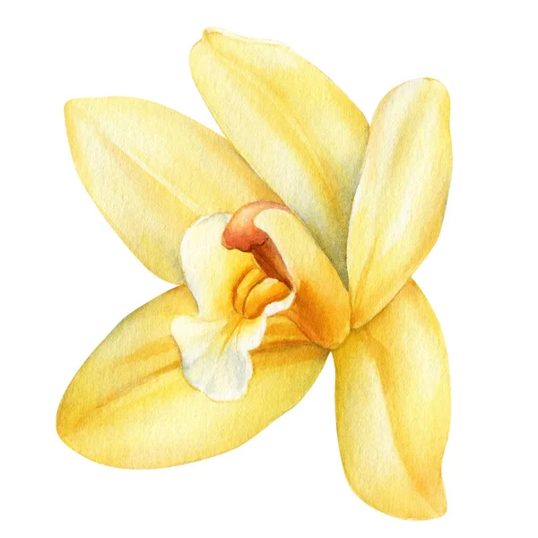 Vanília Virágok Készlet Elszigetelt Fehér Háttér Design Akvarell Botanikai Illusztráció — Stock Fotó