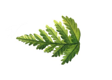 Beyaz arka planda eğreltiotu yaprağı, suluboya çiçekleri. Yeşil yapraklar. Yüksek kaliteli illüstrasyon