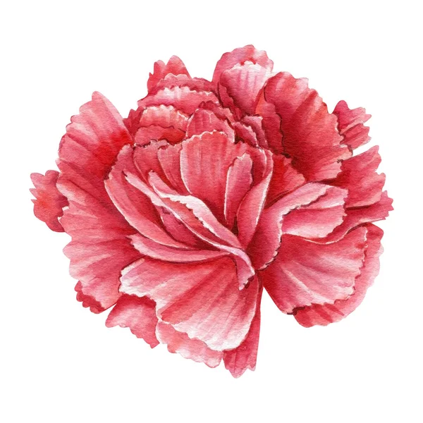 Nelke Rote Blume Auf Weißem Hintergrund Aquarell Illustration Botanische Malerei — Stockfoto