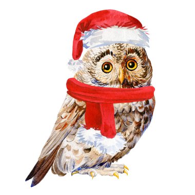 Kırmızı şapkalı baykuş suluboya çizimi. - Mutlu yıllar. Yüksek kaliteli illüstrasyon