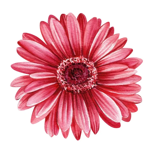 Gerbera Kasımpatı Karanfil Beyaz Arka Planda Kırmızı Çiçek Suluboya Çizim — Stok fotoğraf