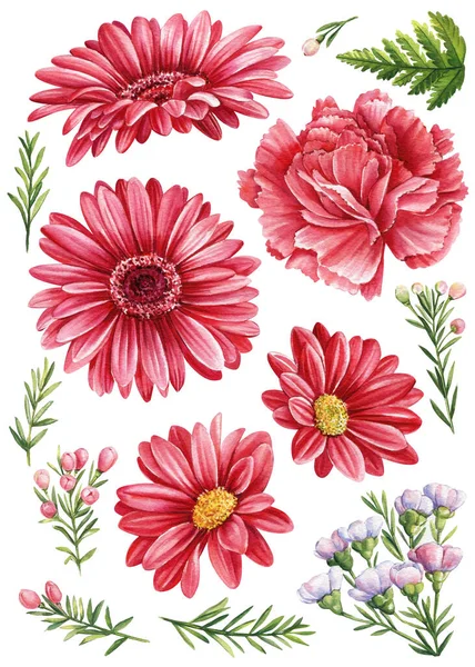 Röda Blommor Krysantemum Ormbunksblad Gren Vit Bakgrund Uppsättning Akvarell Blommiga — Stockfoto