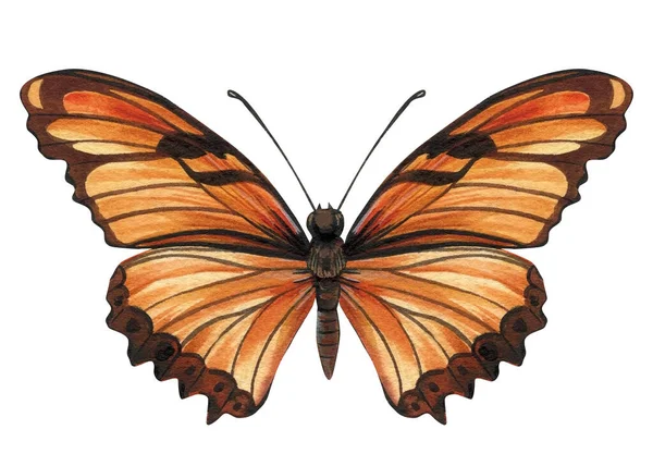 一群蝴蝶在白色的背景上被隔离了 水彩画 老式风格 你设计的模板 秋天的颜色高质量的例证 — 图库照片