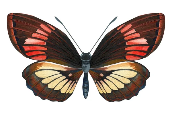 Vlinders Geïsoleerd Een Witte Achtergrond Aquarel Illustratie Vintage Stijl Sjabloon — Stockfoto