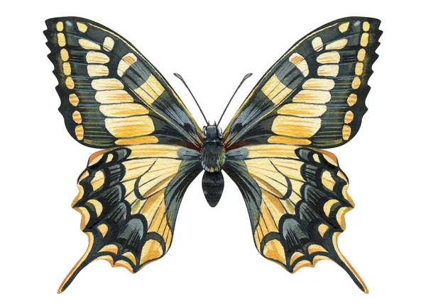 Uppsättning Fjärilar Isolerade Vit Bakgrund Akvarell Illustration Vintage Stil Mall — Stockfoto