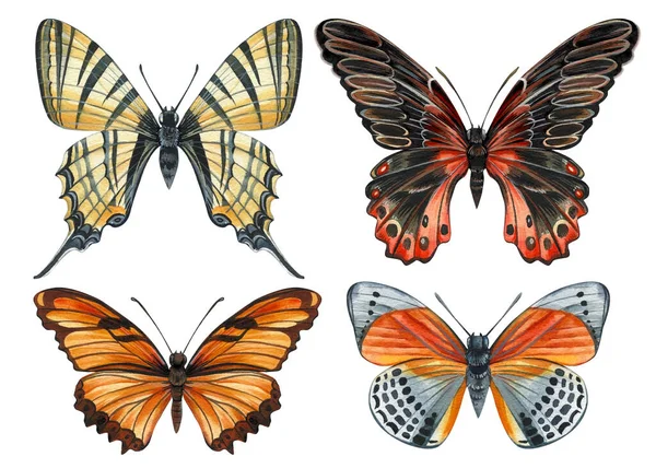 五彩斑斓的蝴蝶 复古风格 设计蝴蝶秋天的颜色高质量的例证 — 图库照片