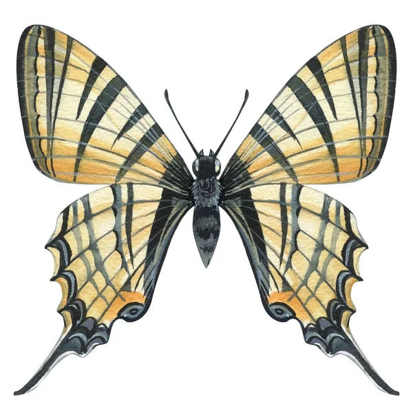 Красиві Метелики Ізольовані Білому Тлі Ручна Розписана Акварельна Ілюстрація Тропічний — стокове фото